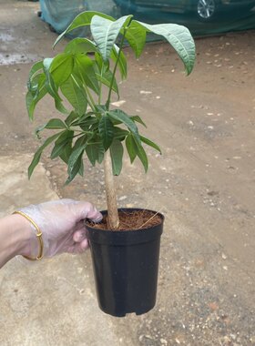 原生长发财树小盆栽桩树苗独杆花卉植物客厅室内大型绿植招财树