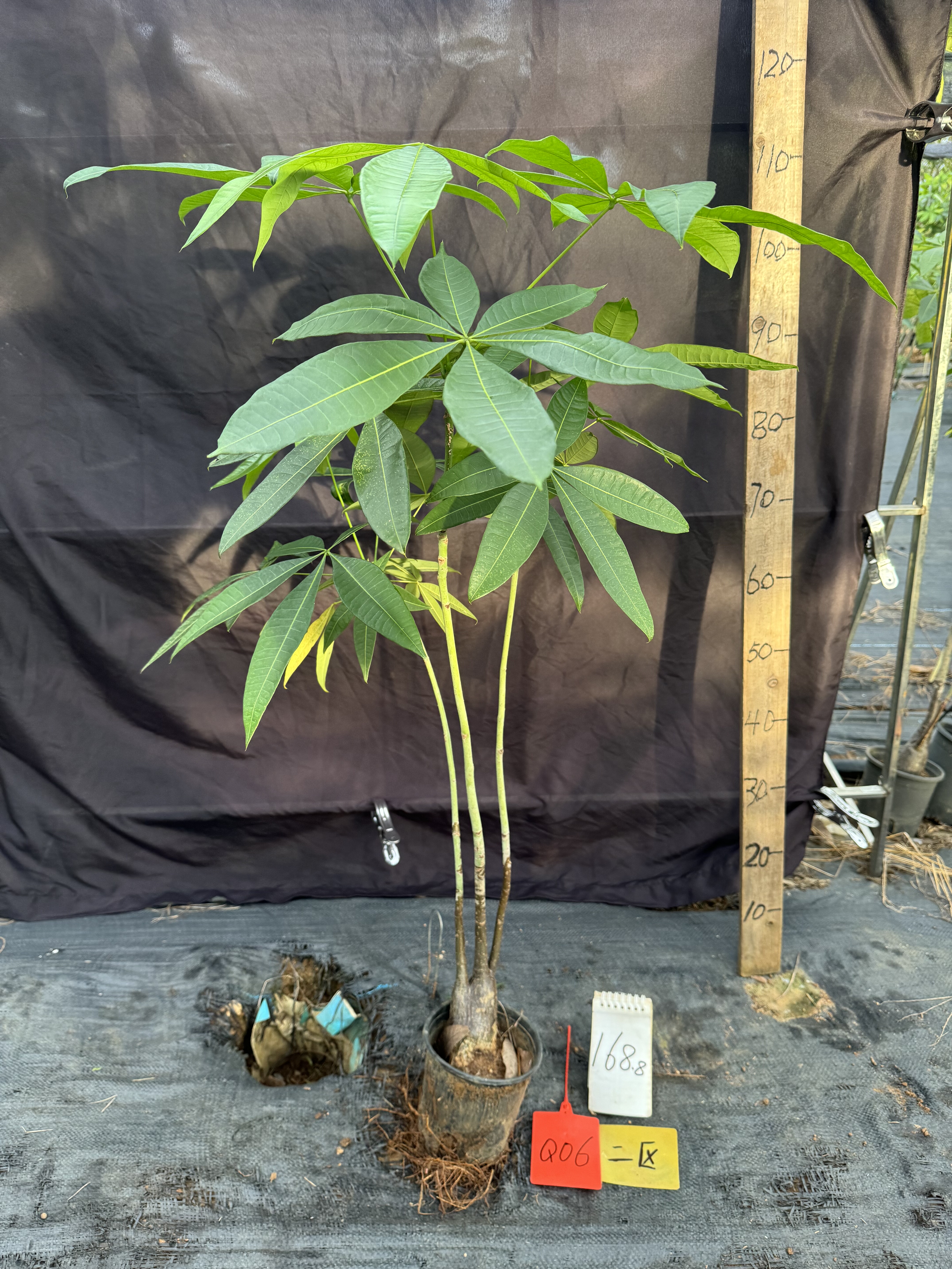 独特款富贵竹一帆风顺发财树植物