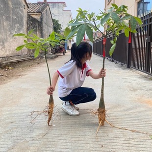 原生长发财树小盆栽桩树苗独杆花卉植物客厅室内大型绿植招财树