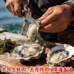 火锅烧烤食材 潮汕生蚝肉 新鲜冷冻 无沙免洗 坏单包赔 去壳纯肉