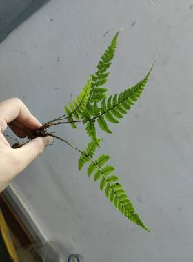 鳞毛蕨中型蕨类植物造景主景生态缸乌龟缸庭院绿植盆栽植物