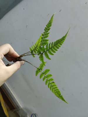 鳞毛蕨中型蕨类植物造景主景雨林缸乌龟缸庭院绿植盆栽原生态