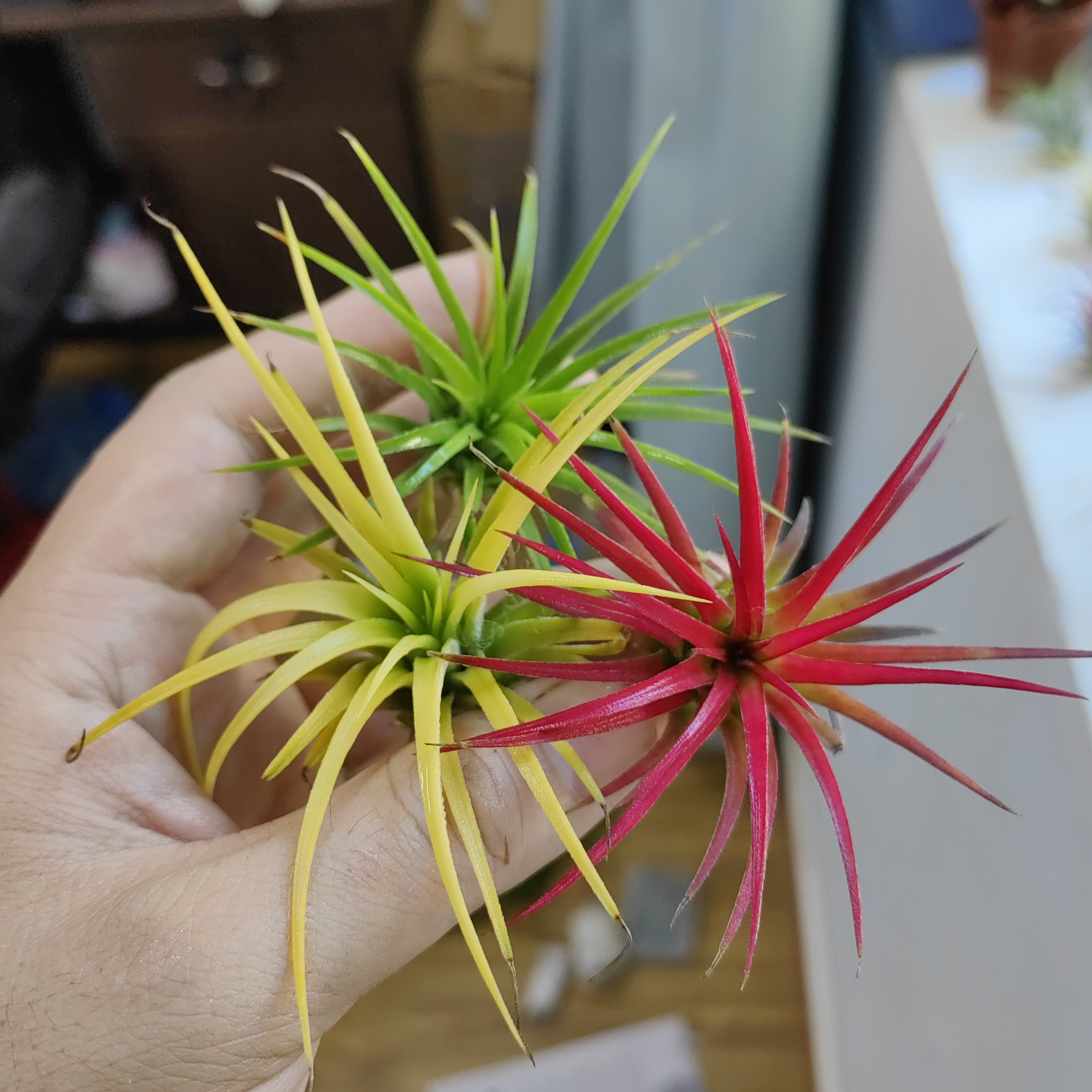 空气凤梨无土栽培新手小白绿植 无需打理办公室桌面植物懒人好养