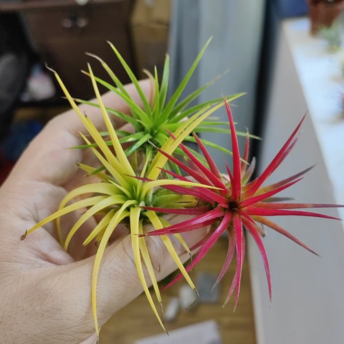 空气凤梨无土栽培新手小白绿植 无需打理办公室桌面植物懒人好养