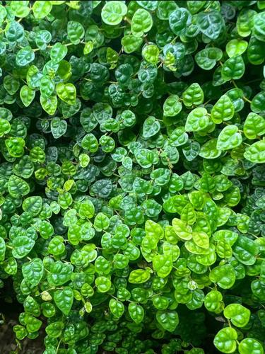 迷你小叶霹雳藤攀爬藤本植物雨林缸水陆造景假山附生绿植薜荔青叶