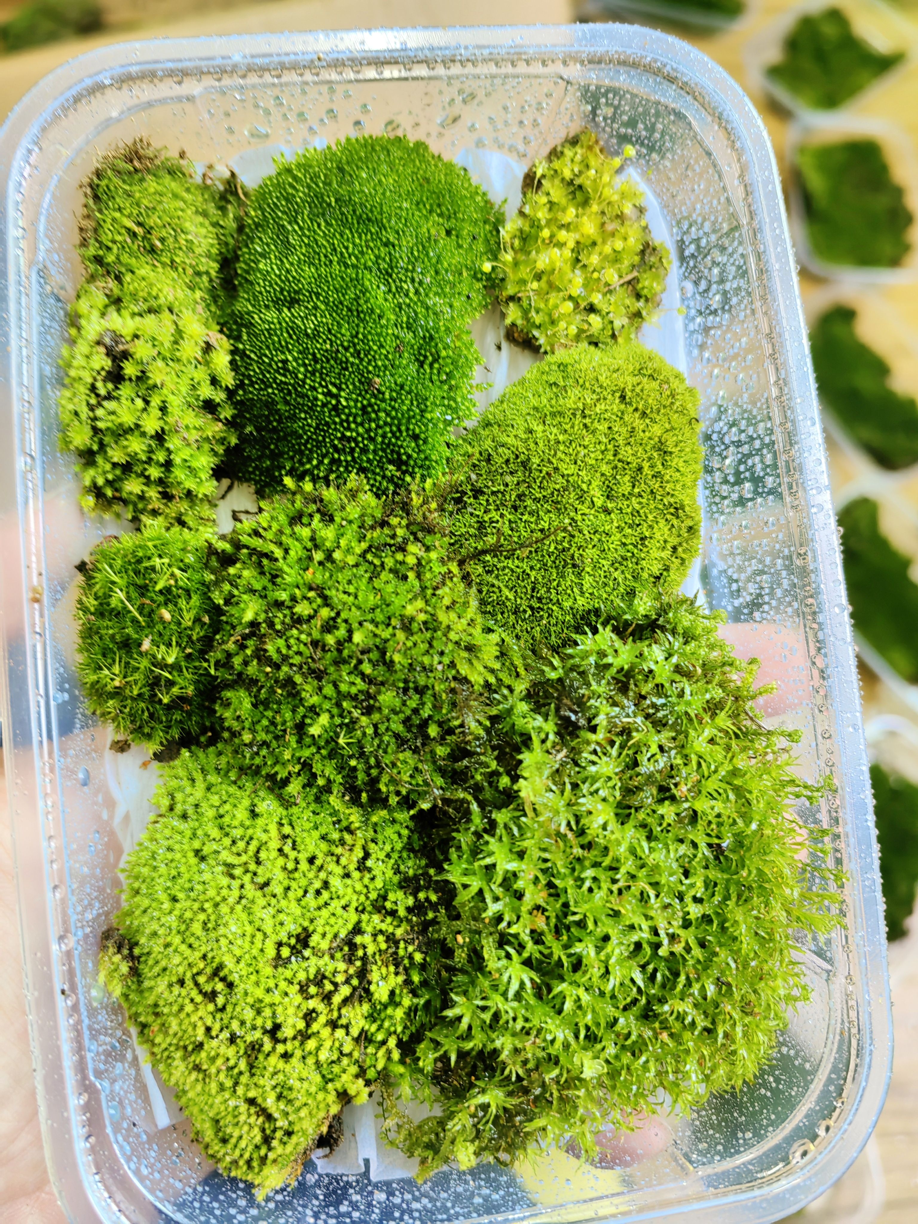 各种苔藓套餐拼盘植物鲜活地钱微景观生态瓶diy材料桌面迷你小蕨