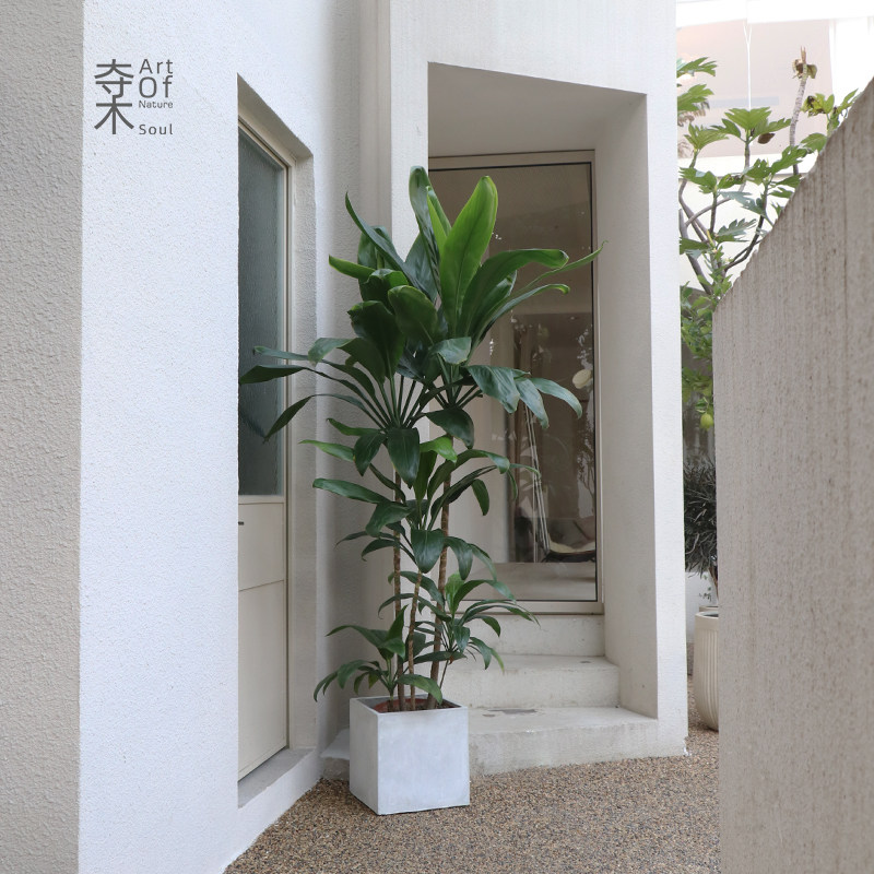 青叶铁植物盆栽室内耐阴好养大型绿植北欧风中日式净化空气青朱蕉
