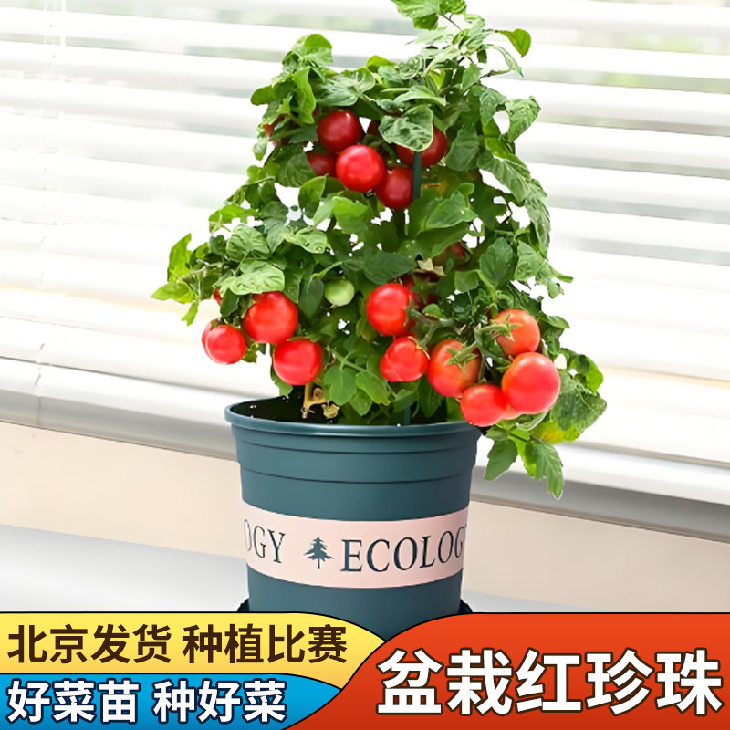 田立方红珍珠番茄种子春播易种