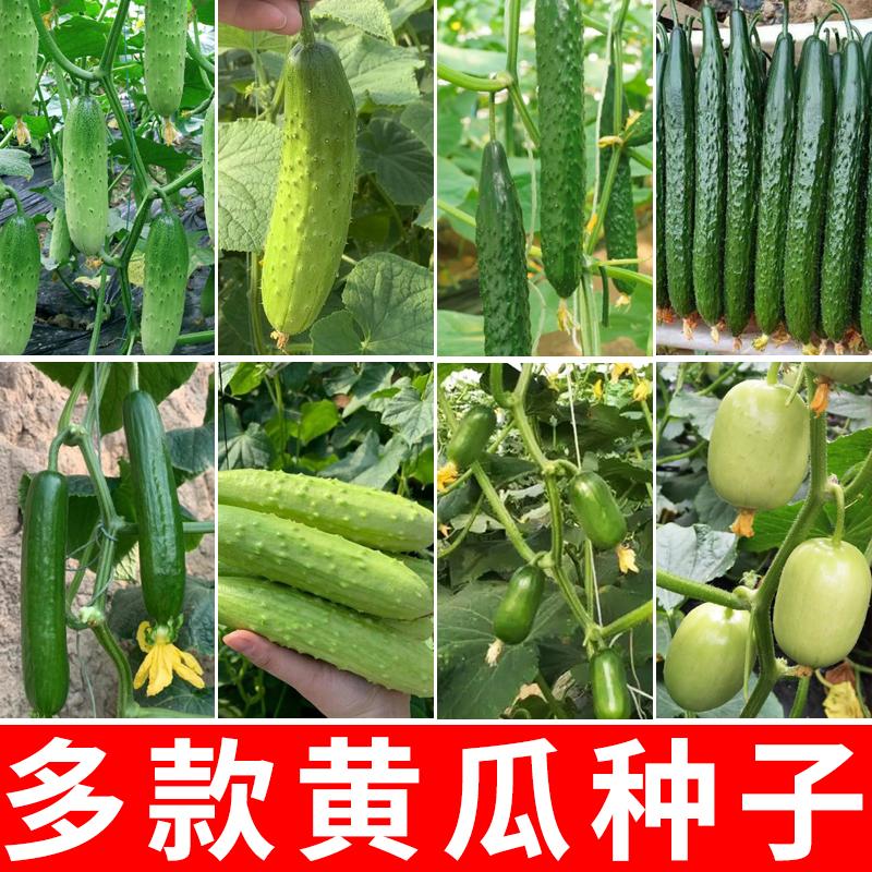 黄瓜种子无刺水果黄瓜种籽旱黄瓜短黄瓜种籽蔬菜种孑小黄瓜籽菜籽