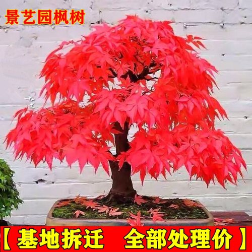 红叶枫盆栽老桩多少钱 红叶枫盆栽老桩价格 小麦优选