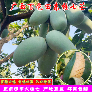 桂七芒果正宗广西百色田东芒果新鲜香芒直发鲜甜多汁应季水果