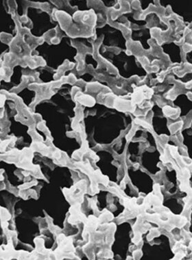 默克MERCK MF-Millipore 膜滤器 孔径0.22 um 货号GSWP01300