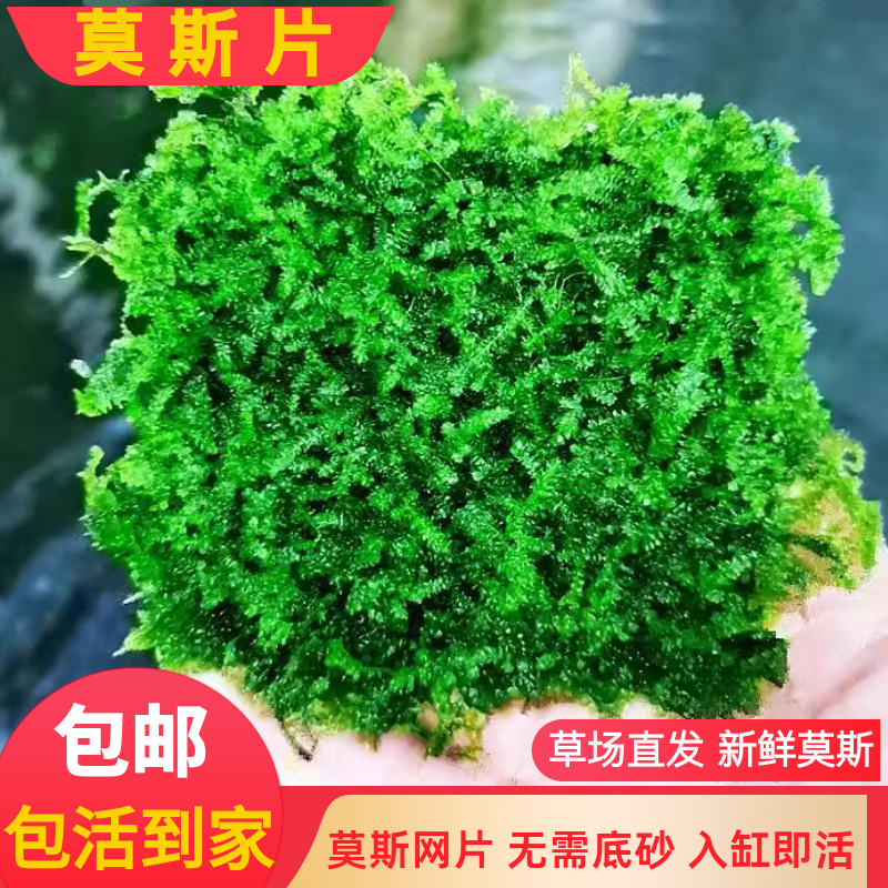 莫斯片水草鱼缸专用造景