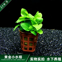Qiancaotang аквариум -аквариум -аквариумы с пейзажами.