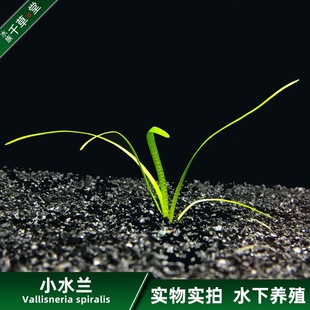 千草堂水族水草缸鱼缸装饰造景后景草坨草淡水活体植物包邮小水兰