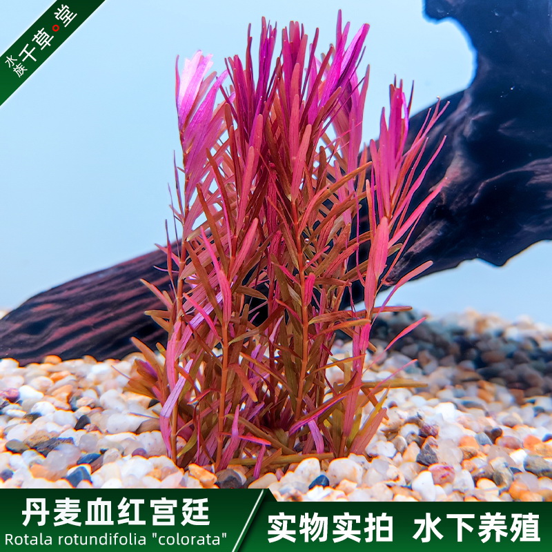 千草堂水族水草鱼缸装饰造景后景草坨草淡水活体植物丹麦血红宫廷-封面