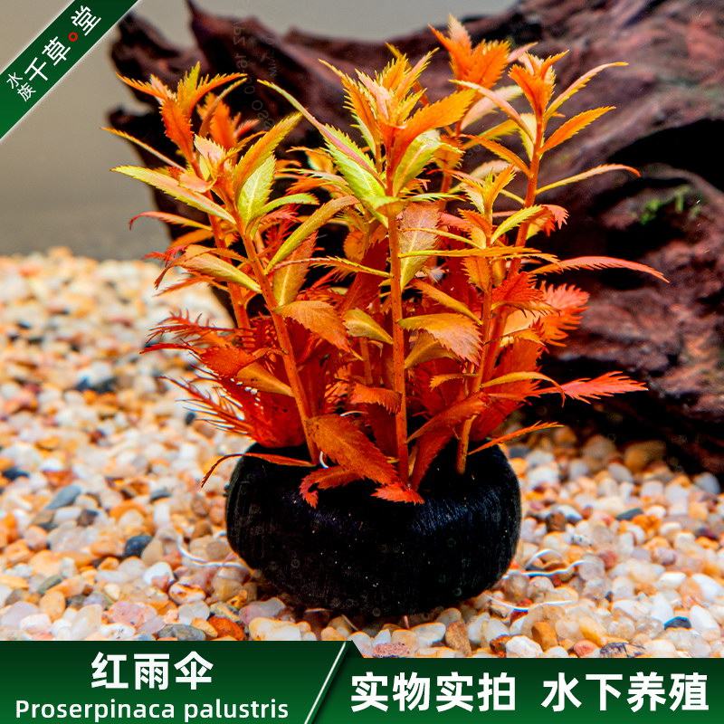 水草中景鱼缸草缸装饰造景后景坨草淡水活体植物水下叶定植红雨伞,宠物/宠物食品及用品,水草,淘宝优惠券,粉丝福利购,淘宝优惠卷