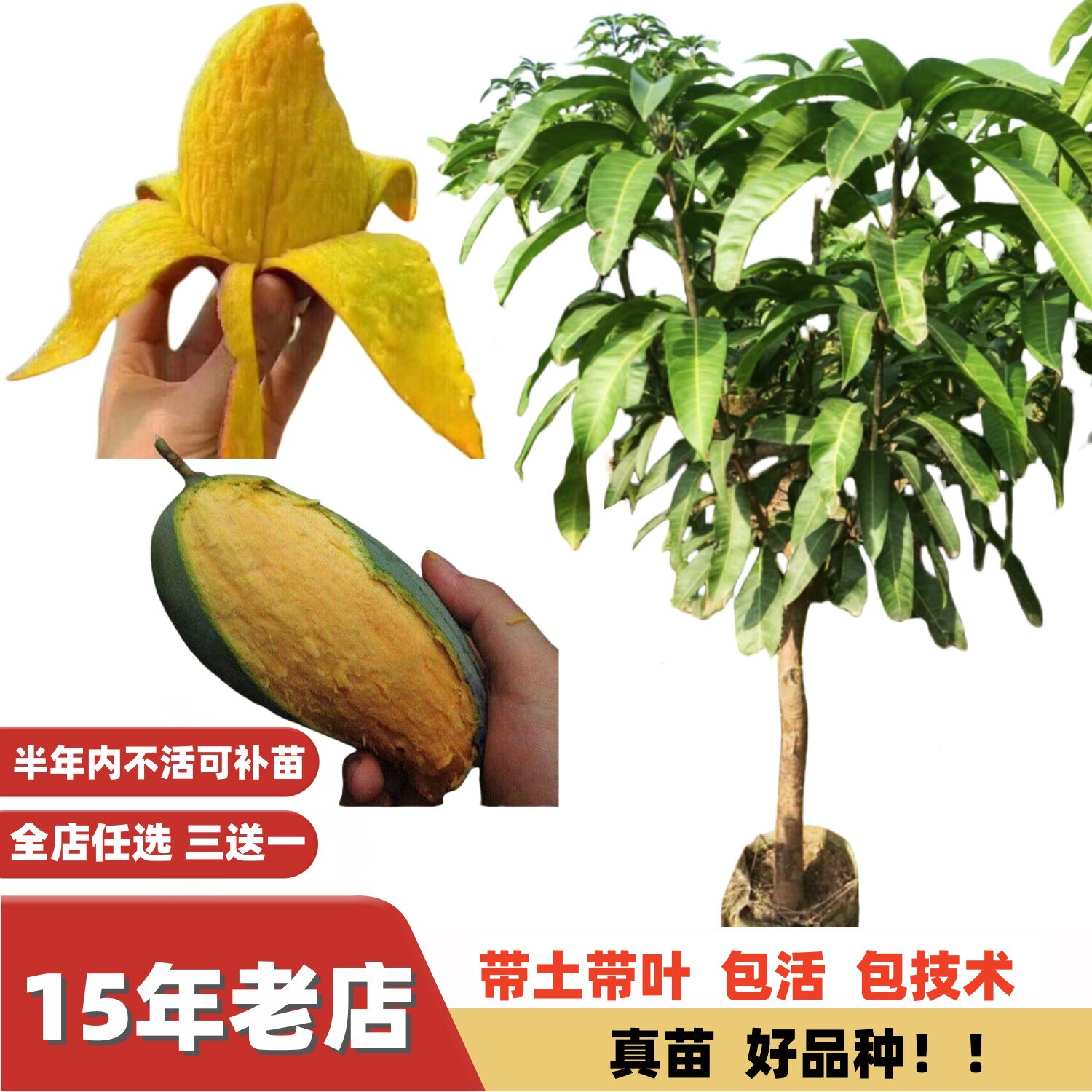 芒果大苗当年结果浓甜金煌芒田东桂七香芒果树大苗四季蜜芒嫁接苗