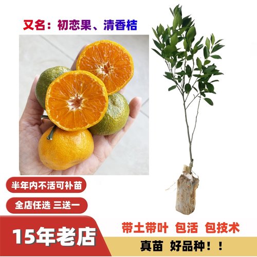 初恋果茶桔清香桔超甜嫁接果苗