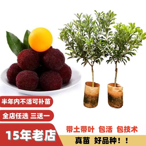 改良特大果蜜甜东魁黑炭杨梅树苗