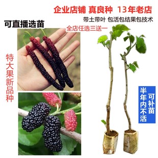 新品 种大果紫金蜜桑甜长桑葚圆果桑嫁接果树苗盆栽地栽南方北方