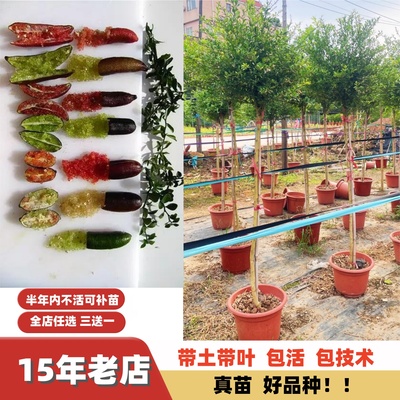 多季结果澳洲造型手指柠檬嫁接苗