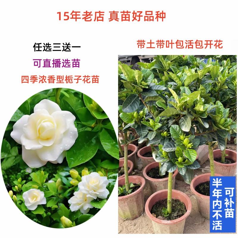 棒棒糖带花苞浓香栀子花树苗