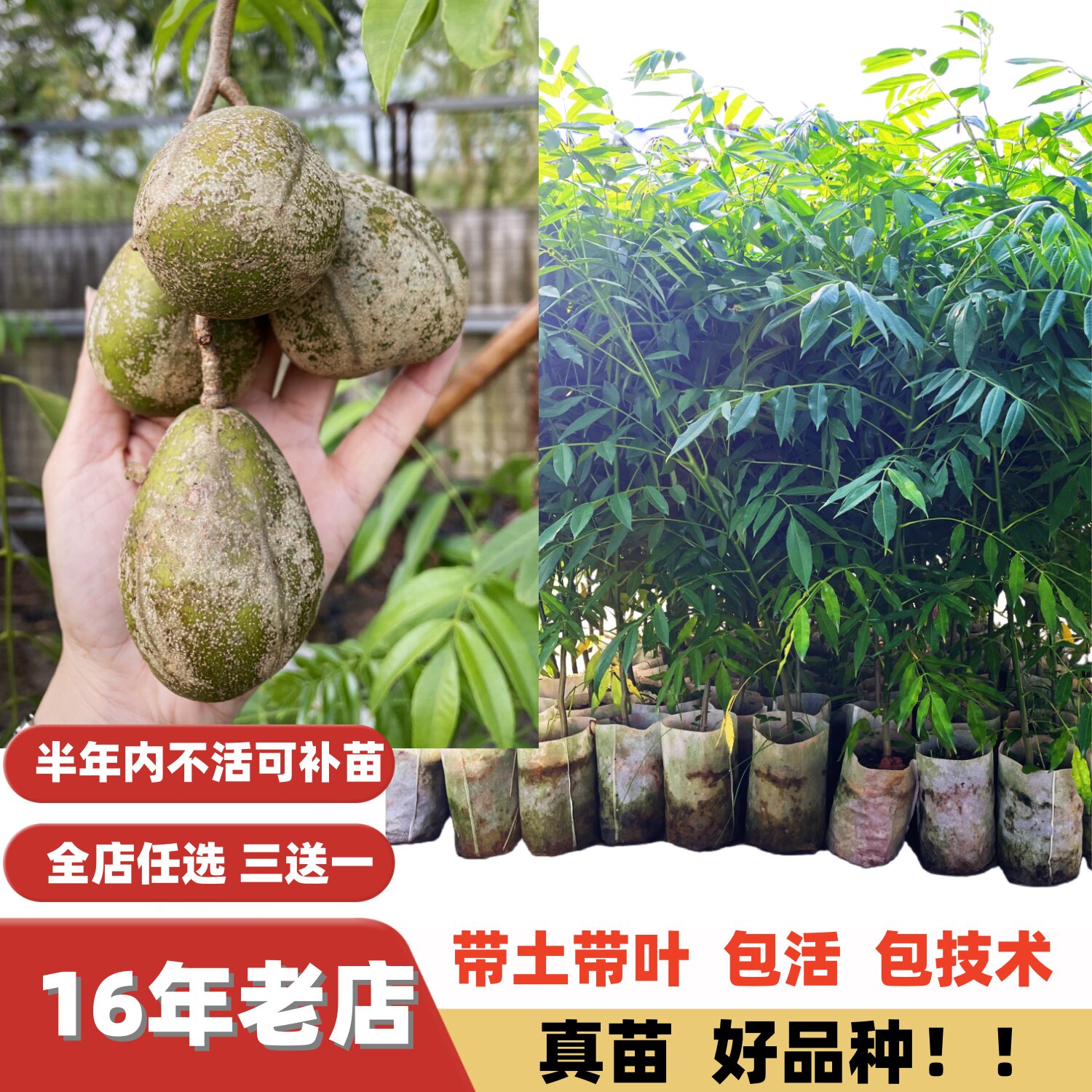 多季快结果甜脆回甘无核大果橄榄
