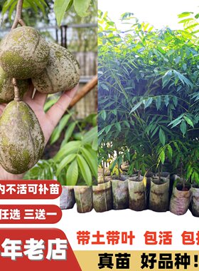 多季快结果甜脆回甘无核大果橄榄