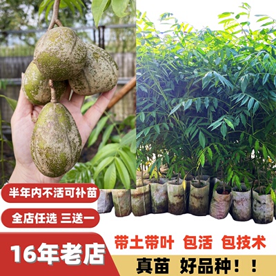多季快结果甜脆回甘无核大果橄榄
