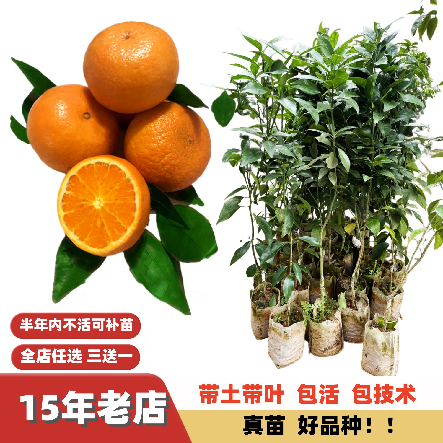 脱毒改良纤维少沃柑高甜度嫁接苗
