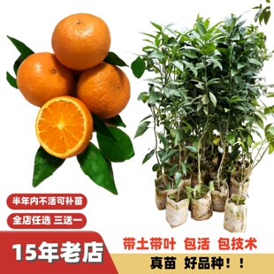 改良南方北方柑橘苗桔子无核091沃柑果树苗无籽嫁接苗盆栽地栽