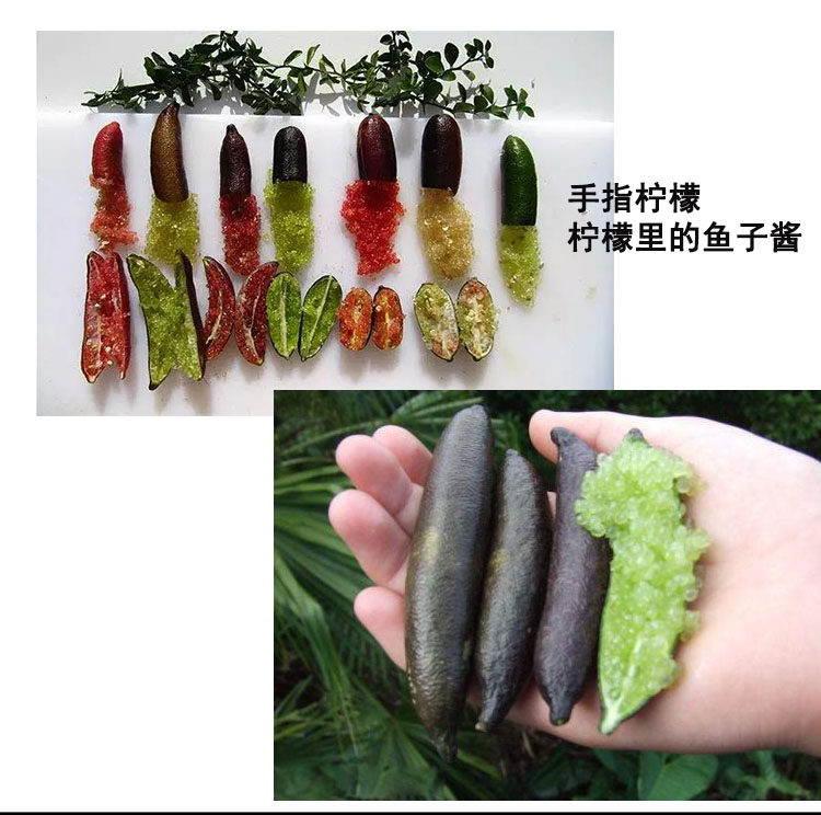 新品种 沃科普四季红香槟鱼子酱手指柠檬嫁接苗南方北方盆栽地栽
