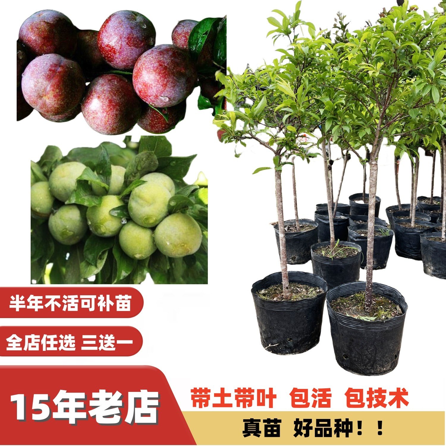 早熟三月李晚熟大果钱排三华李子苗峰糖李南华李嫁接苗南方北方