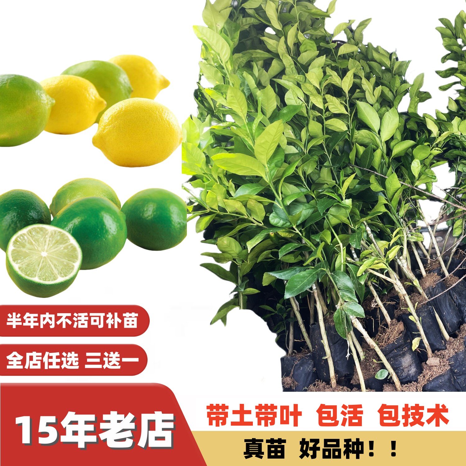 当年多季结果美国塔希提青柠树苗台湾香水手指柠檬嫁接苗盆栽地栽