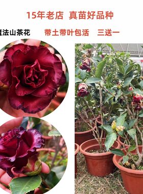 这不是玫瑰是厚瓣黑魔法茶花苗