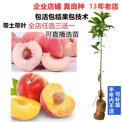 新品甜鹰嘴桃台农3号早熟水蜜桃