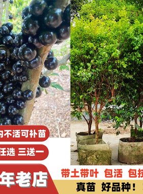高档多季结果蜜甜嘉宝果苗树葡萄
