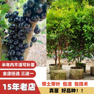 多季早结果艾斯卡红妃沙巴福冈树葡萄嘉宝果树苗南方北方盆栽地栽