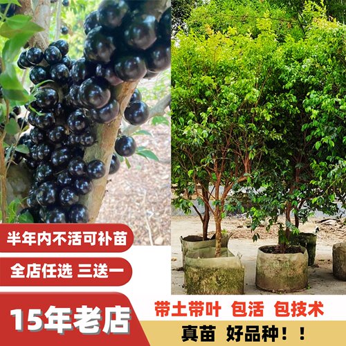 高档多季结果蜜甜嘉宝果苗树葡萄