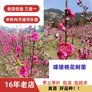 桃花依旧观赏重瓣碧桃树苗桃花嫁接苗庭院绿化盆栽地栽花卉耐寒