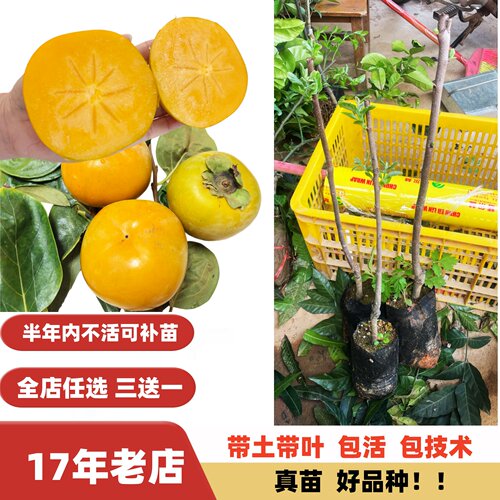 甜脆大果树上熟太秋柿子嫁接苗
