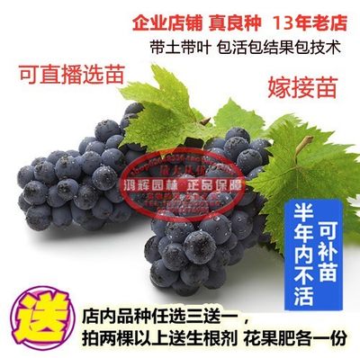 新品种配种澳洲无籽嫁接葡萄苗