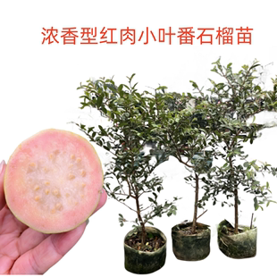 香甜芭乐树苗小叶珍珠番石榴苗鸡屎果嫁接苗果树苗当年结果四季