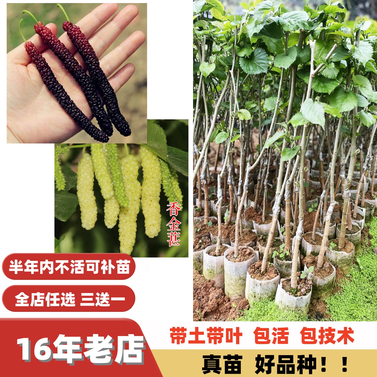 大果多季结果纯甜长果桑嫁接苗