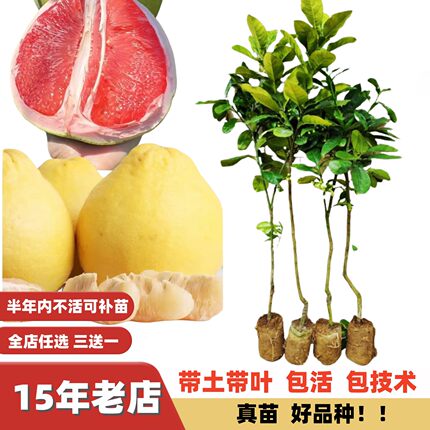 正宗容县沙田柚苗暹罗红柚三红肉柚子苗桂柚泰国红宝石青柚嫁接苗
