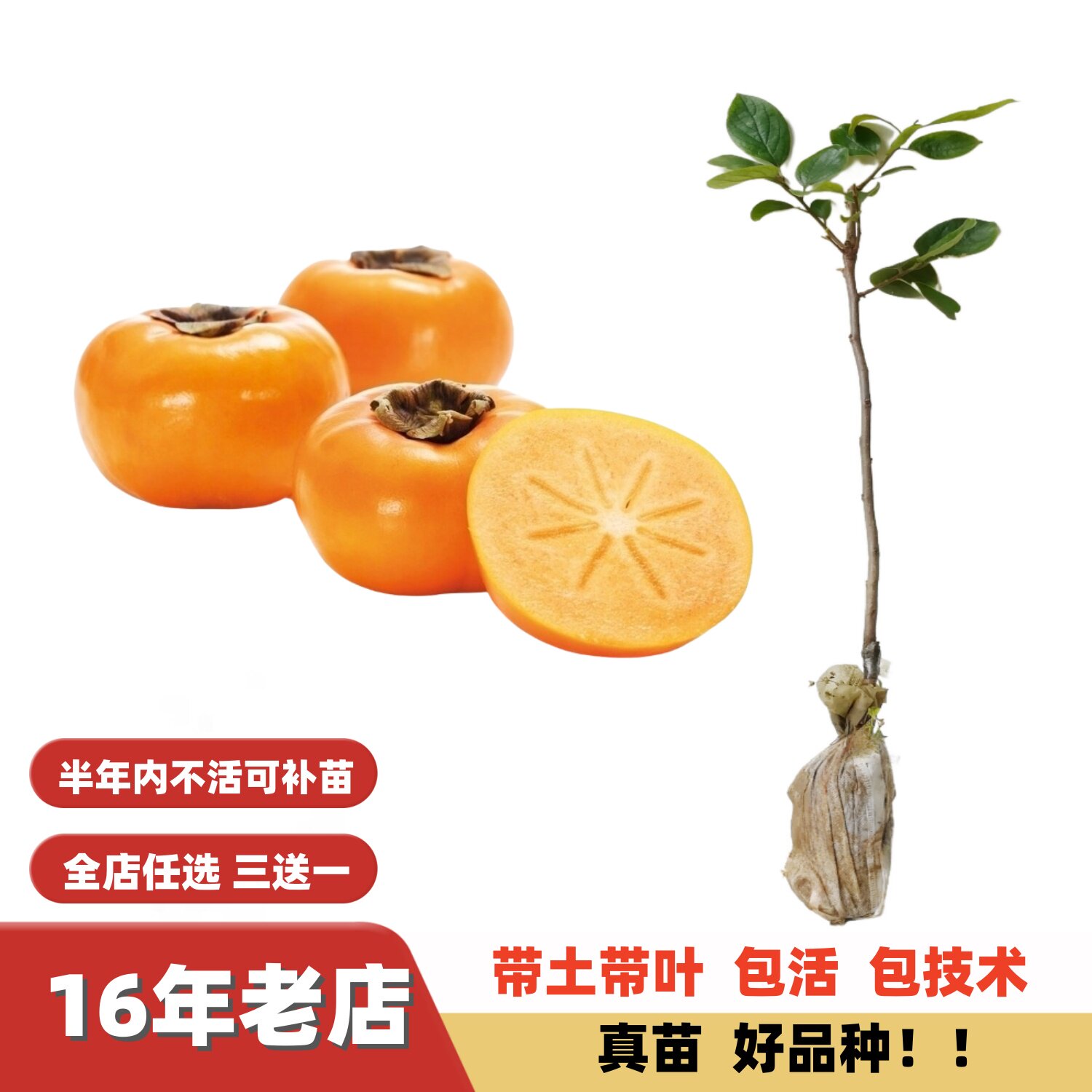 甜脆大果树上熟太秋柿子嫁接苗