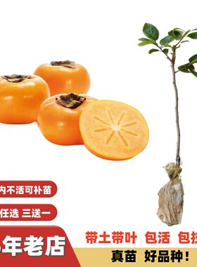 甜脆大果树上熟太秋柿子嫁接苗