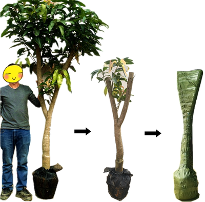 大苗容县沙田柚多个品种嫁接果树