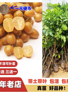 改良特大黑皮大鸡心黄皮果树苗出世甜郁南无核黄皮嫁接苗当年结果
